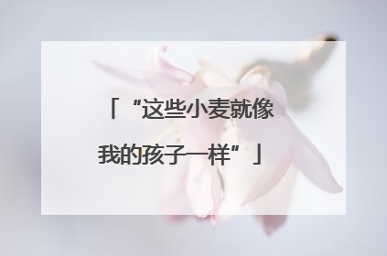 “这些小麦就像我的孩子一样”