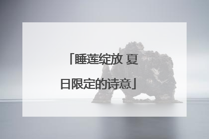 睡莲绽放 夏日限定的诗意