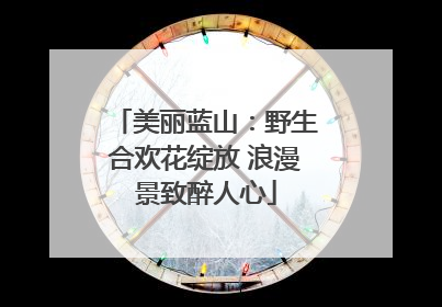 美丽蓝山：野生合欢花绽放 浪漫景致醉人心