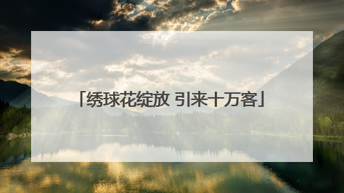 绣球花绽放 引来十万客