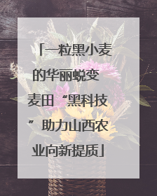 一粒黑小麦的华丽蜕变 麦田“黑科技”助力山西农业向新提质