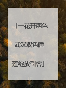 一花开两色 武汉双色睡莲绽放引客