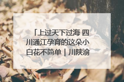 上过天下过海 四川通江孕育的这朵小白花不简单｜川陕渝网络名人巴中行