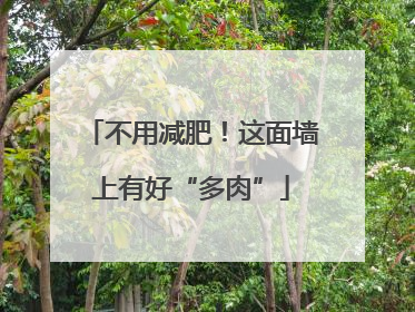 不用减肥！这面墙上有好“多肉”