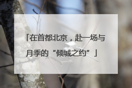 在首都北京，赴一场与月季的“倾城之约”