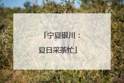 宁夏银川：夏日采茶忙