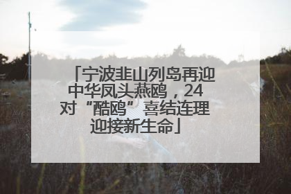 宁波韭山列岛再迎中华凤头燕鸥，24对“酷鸥”喜结连理迎接新生命