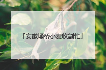 安徽埇桥小麦收割忙