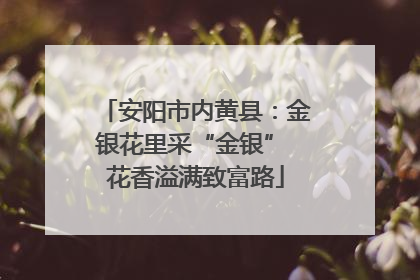 安阳市内黄县：金银花里采“金银” 花香溢满致富路