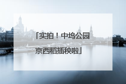 实拍！中坞公园京西稻插秧啦