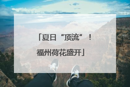 夏日“顶流”！福州荷花盛开