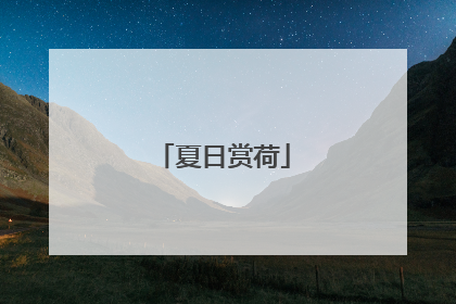 夏日赏荷