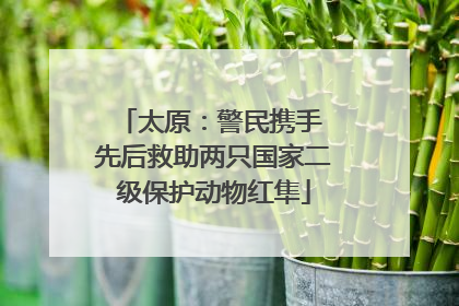 太原：警民携手 先后救助两只国家二级保护动物红隼