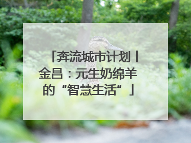 奔流城市计划丨金昌：元生奶绵羊的“智慧生活”