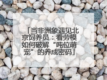 当非洲象遇见北京饲养员：看劳模如何破解“吨位萌宠”的养成密码