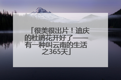 很美很出片！迪庆的杜鹃花开好了——有一种叫云南的生活之365天