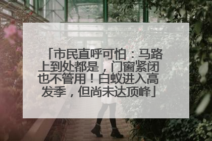 市民直呼可怕：马路上到处都是，门窗紧闭也不管用！白蚁进入高发季，但尚未达顶峰