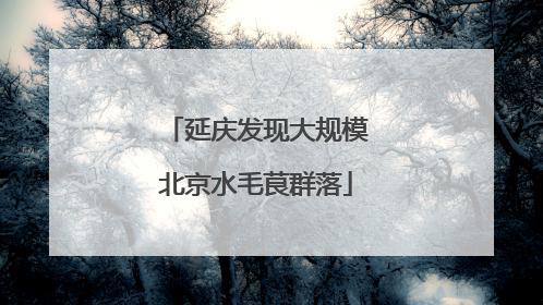 延庆发现大规模北京水毛茛群落