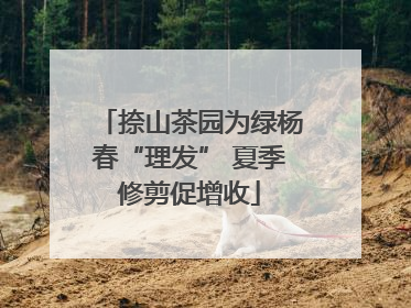 捺山茶园为绿杨春“理发” 夏季修剪促增收