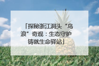 探秘浙江洞头“鸟浪”奇观：生态守护铸就生命驿站