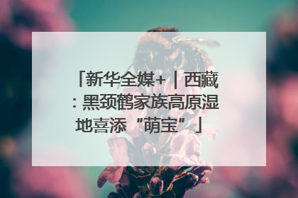 新华全媒+｜西藏：黑颈鹤家族高原湿地喜添“萌宝”