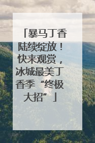 暴马丁香陆续绽放！快来观赏，冰城最美丁香季“终极大招”