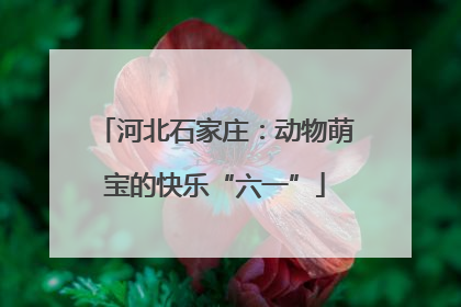 河北石家庄：动物萌宝的快乐“六一”