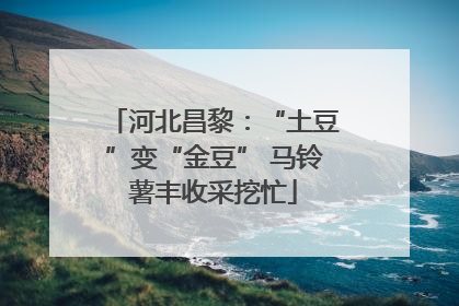 河北昌黎：“土豆”变“金豆” 马铃薯丰收采挖忙