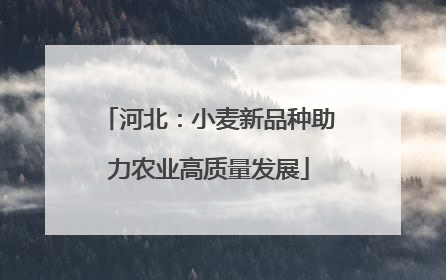 河北：小麦新品种助力农业高质量发展