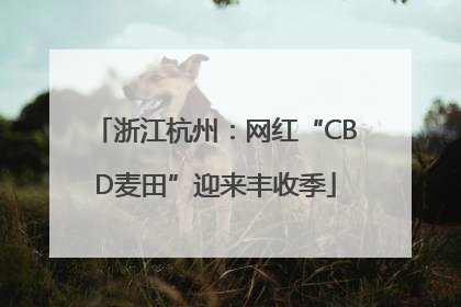 浙江杭州：网红“CBD麦田”迎来丰收季