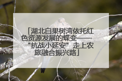湖北白果树湾依托红色资源发展的蝶变——“抗战小延安”走上农旅融合振兴路