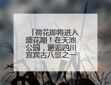 荷花即将进入盛花期！在天池公园，邂逅四川宜宾古八景之一“天池晚照”