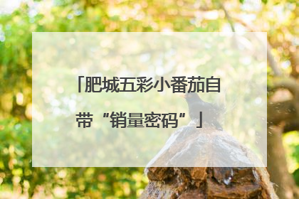 肥城五彩小番茄自带“销量密码”
