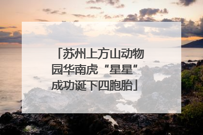 苏州上方山动物园华南虎“星星”成功诞下四胞胎