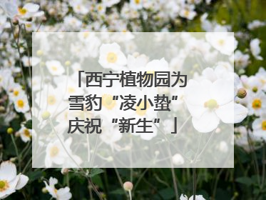 西宁植物园为雪豹“凌小蛰”庆祝“新生”