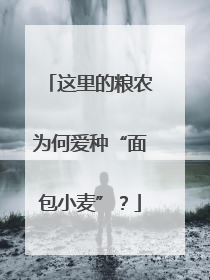 这里的粮农为何爱种“面包小麦”？