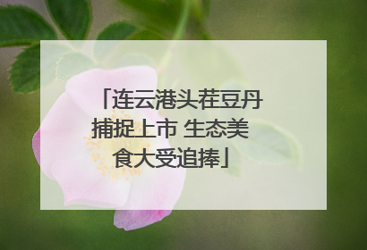 连云港头茬豆丹捕捉上市 生态美食大受追捧