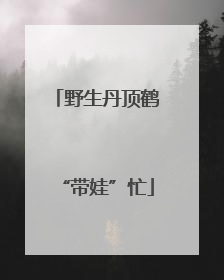 野生丹顶鹤“带娃”忙