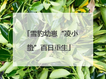 雪豹幼崽“凌小蛰”百日重生
