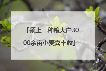 颍上一种粮大户3000余亩小麦喜丰收